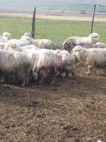  Lupii au făcut prăpăd la o stână din Buduș. 40 de oi găsite sfârtecate pe câmp 