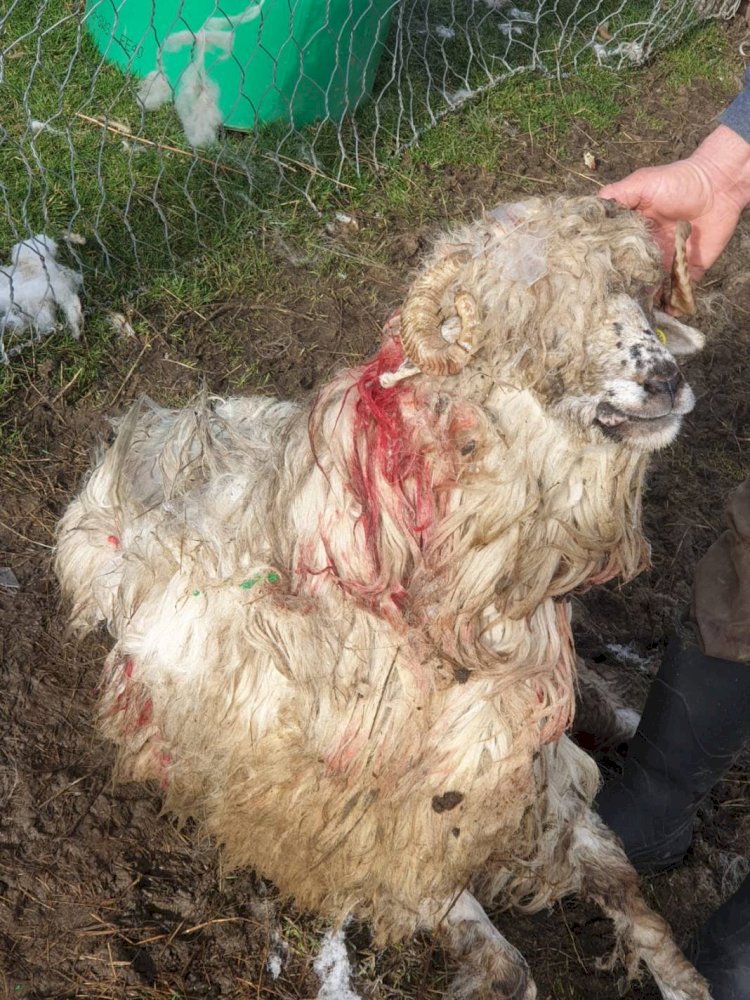  Lupii au făcut prăpăd la o stână din Buduș. 40 de oi găsite sfârtecate pe câmp 