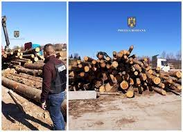 Aproape 32 de metri cubi de material lemnos, fără documente legale, ridicat în vederea confiscării