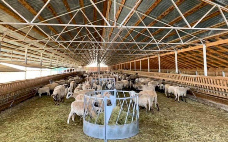 Cooperativa Agricolă Jelna își face saivan de oi cu 1,3 mil. euro primiți prin AFIR